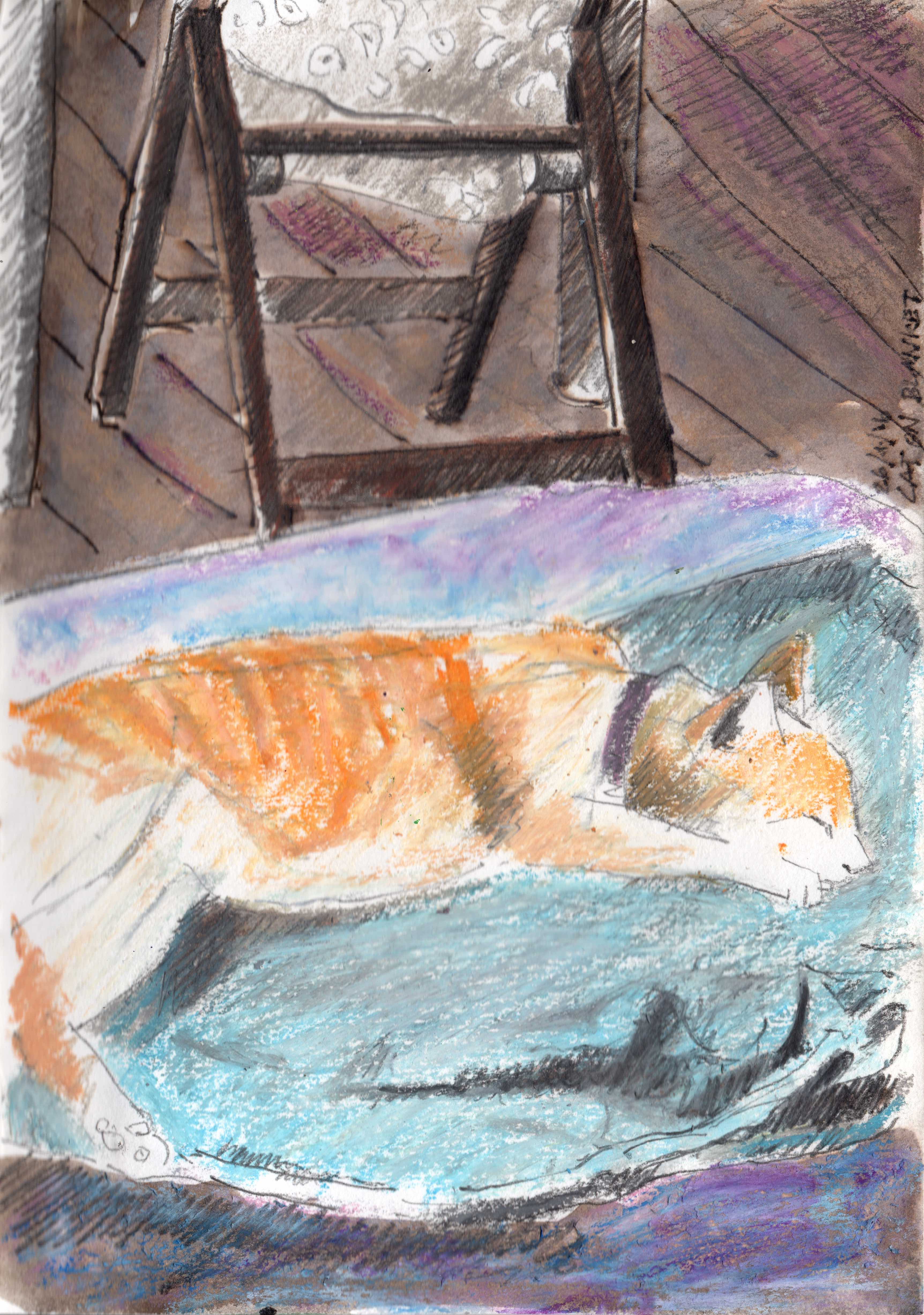 ACE.025-cat on blanket 160426-2