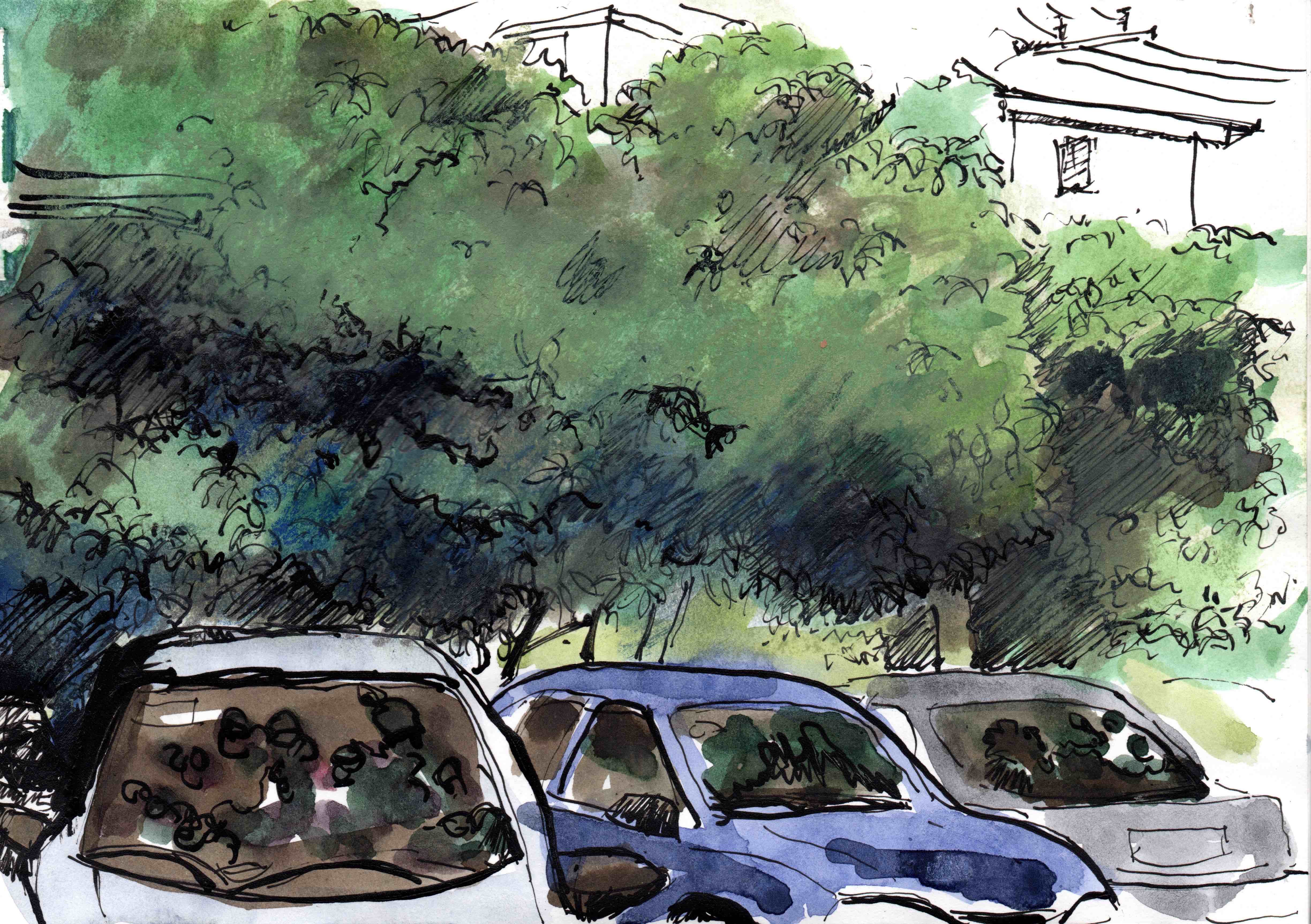 ACE.050-mango trees and cars 160523-2