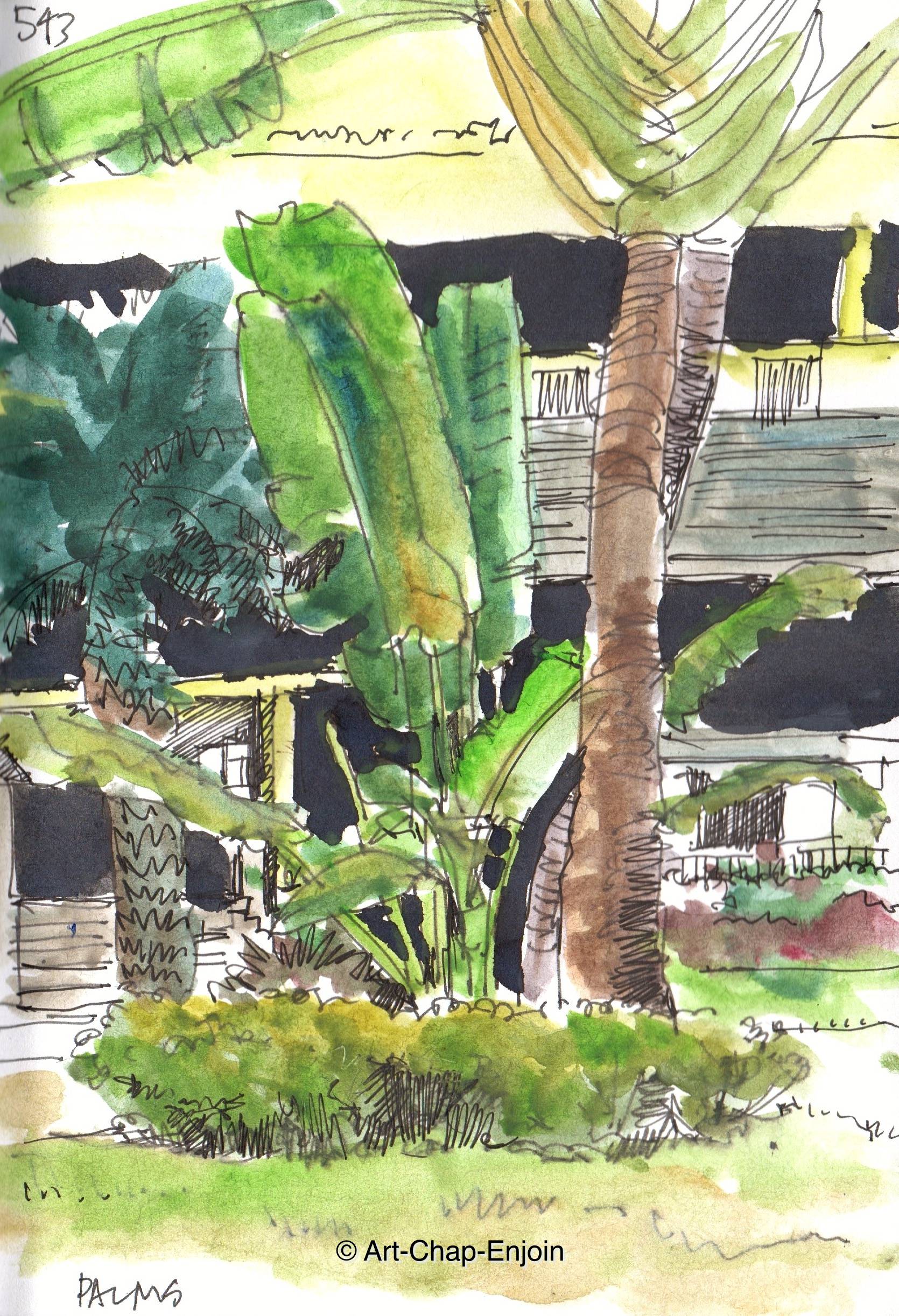 ACE.543-palms 171111-2-wm