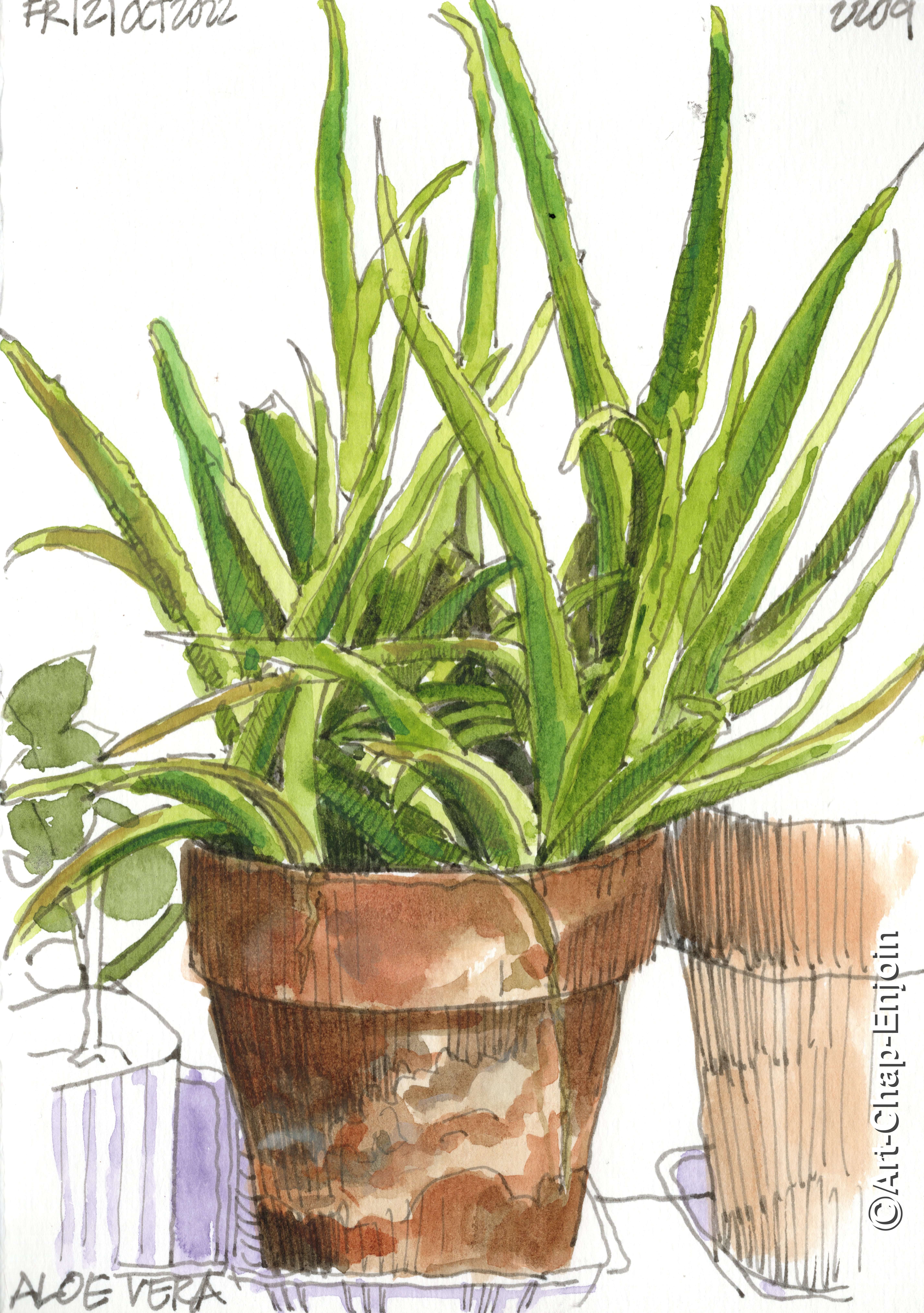 67-2209 – Aloe vera – Art-Chap-Enjoin